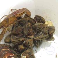 2011 Süsswasser Biologie Kurs