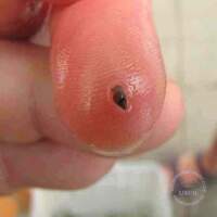 2011 Süsswasser Biologie Kurs