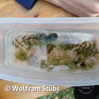 Herbsttauchgang im Schermsee