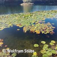 Herbsttauchgang im Schermsee