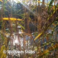 Herbsttauchgang im Schermsee