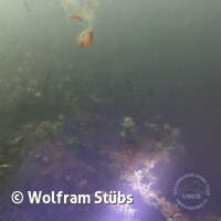 Herbsttauchgang im Schermsee