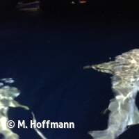 Ammenhaie direkt am Schiff