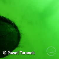 Geiseltalsee bei Mücheln