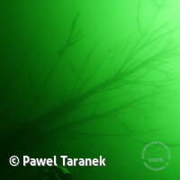 Geiseltalsee bei Mücheln