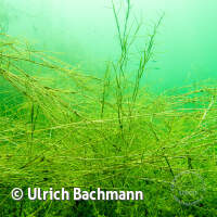 Geiseltalsee bei Mücheln