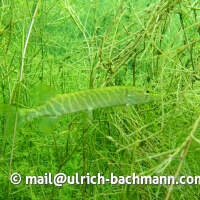 Geiseltalsee bei Mücheln