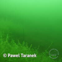 Geiseltalsee bei Mücheln