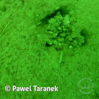 Geiseltalsee bei Mücheln