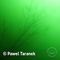 Geiseltalsee bei Mücheln