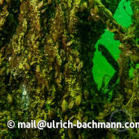 Geiseltalsee bei Mücheln