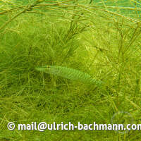 Geiseltalsee bei Mücheln