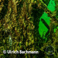 Geiseltalsee bei Mücheln