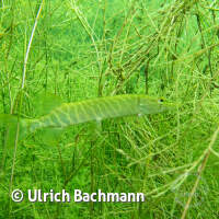 Geiseltalsee bei Mücheln