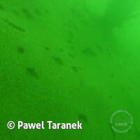 Geiseltalsee bei Mücheln