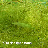 Geiseltalsee bei Mücheln