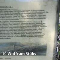 Herbsttauchgang im Schermsee