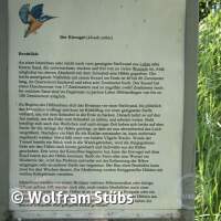 Herbsttauchgang im Schermsee