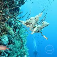 Seven Seas Trip 2017