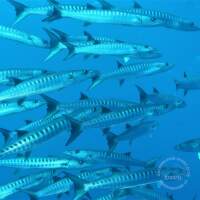 Seven Seas Trip 2017