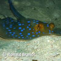 Seven Seas Trip 2017