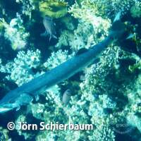 Seven Seas Trip 2017