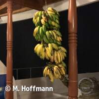 Täglich frische Bananen