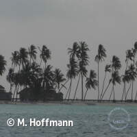 Südsee Palmen
